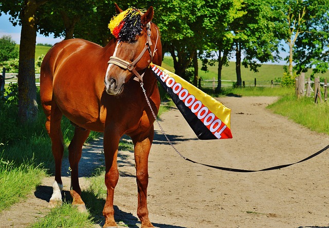 这次比赛的 这次比赛的